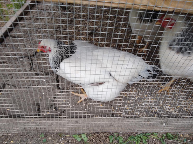 Chickens