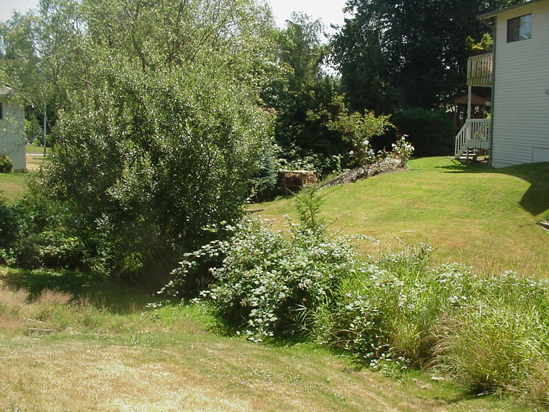 Previous Home: 176 Groton Road, Westford, MA 01886
These pictures were taken in 2000 while we were on a trip. This is the creek that ran through our yard on the North side.