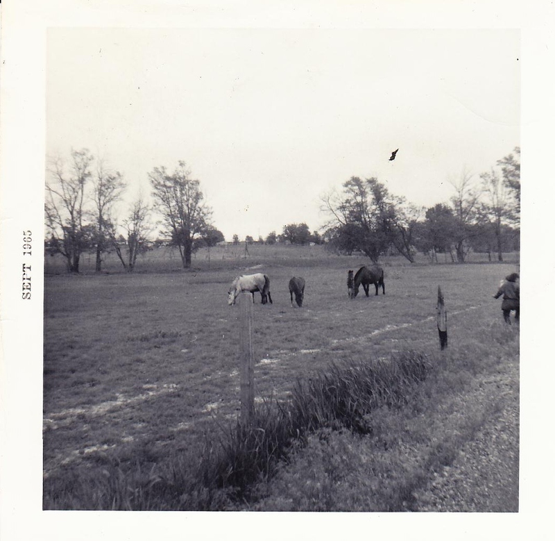 Is this the fence that was electric and I ran into it while camping with the Girl Scouts and it "froze" me? It was scary.