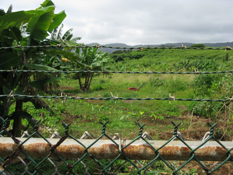 Looking over the fence into the BYUH Stake farm. Not used as much as it should be right now.